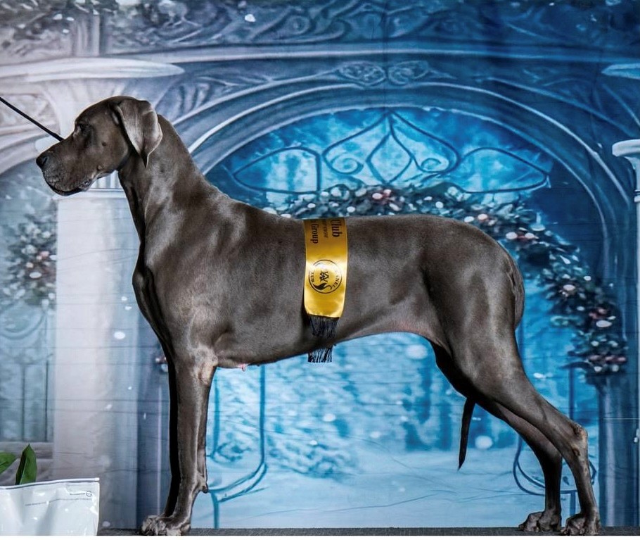 Maze - Champion Great Dane Show Dog, Woofin Wellness